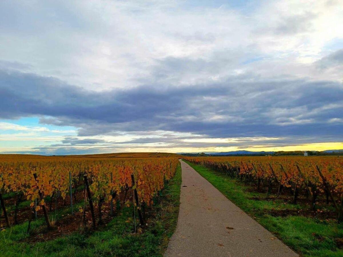 3 Stars Domaine Des Vignes - Kaysersberg Vignoble Sigolsheim Экстерьер фото